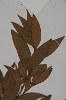 竹柏藏品圖，第4張