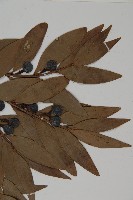 竹柏藏品圖，第5張