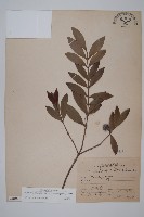 竹柏藏品圖，第1張