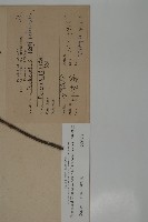 竹柏藏品圖，第2張