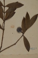 竹柏藏品圖，第3張