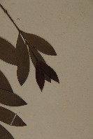 竹柏藏品圖，第5張