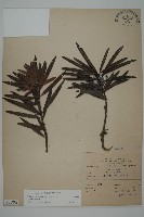 桃實百日青藏品圖，第1張