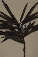 桃實百日青藏品圖，第3張