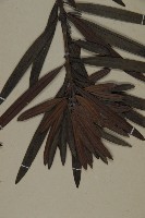 桃實百日青藏品圖，第4張