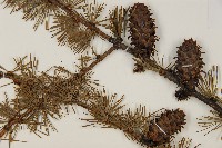 登錄號:G000804藏品圖，第3張