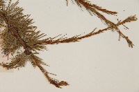 登錄號:G000804藏品圖，第4張