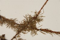 登錄號:G000804藏品圖，第5張