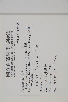 柳杉藏品圖，第2張