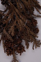 柳杉藏品圖，第4張