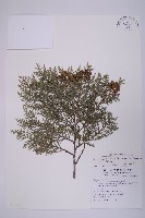 臺灣扁柏藏品圖，第1張