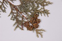 臺灣扁柏藏品圖，第3張