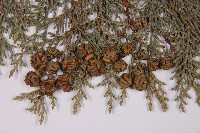 臺灣扁柏藏品圖，第4張