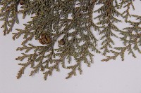 臺灣扁柏藏品圖，第5張