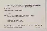 偃松藏品圖，第2張