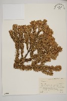 八甲田山冷杉藏品圖，第1張