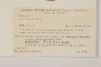 八甲田山冷杉藏品圖，第2張