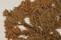 八甲田山冷杉藏品圖，第3張