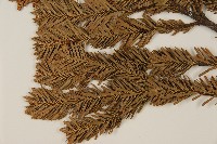 八甲田山冷杉藏品圖，第4張