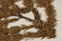 八甲田山冷杉藏品圖，第5張