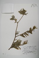 登錄號:G000809藏品圖，第1張