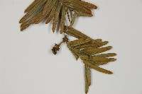 登錄號:G000809藏品圖，第4張