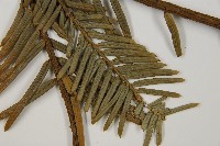 登錄號:G000809藏品圖，第5張