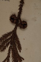 柳杉藏品圖，第3張