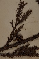 柳杉藏品圖，第4張