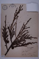 柳杉藏品圖，第1張