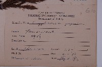 柳杉藏品圖，第2張