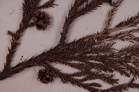 柳杉藏品圖，第3張