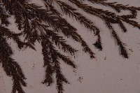 柳杉藏品圖，第4張