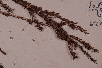 柳杉藏品圖，第5張