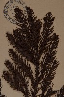 柳杉藏品圖，第3張