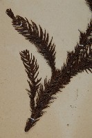 柳杉藏品圖，第5張