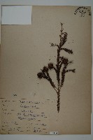 柳杉藏品圖，第1張