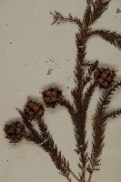 柳杉藏品圖，第3張