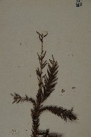 柳杉藏品圖，第4張