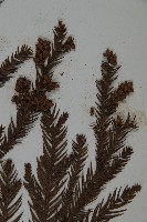 柳杉藏品圖，第3張