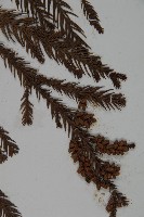 柳杉藏品圖，第4張