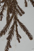 柳杉藏品圖，第5張