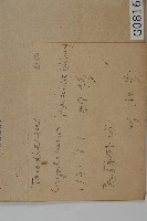 柳杉藏品圖，第2張