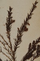 柳杉藏品圖，第3張