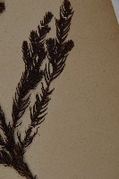 柳杉藏品圖，第4張