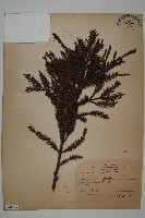 柳杉藏品圖，第1張