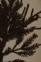 柳杉藏品圖，第3張