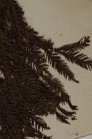 柳杉藏品圖，第4張