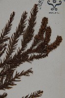 柳杉藏品圖，第3張