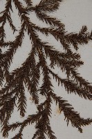 柳杉藏品圖，第4張